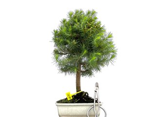 Pinus Halepensis 0076 Bonsái