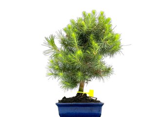 Pinus Halepensis Bonsái 0077