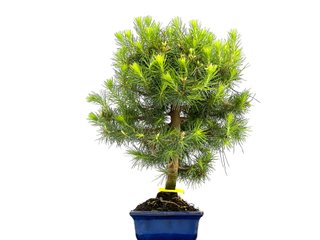 Pinus Halepensis Bonsái 0077