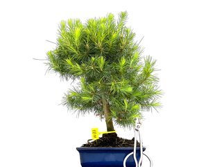 Pinus Halepensis Bonsái 0077