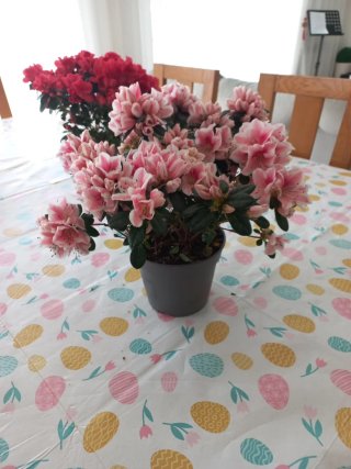 Planta de Azaleia Rosa