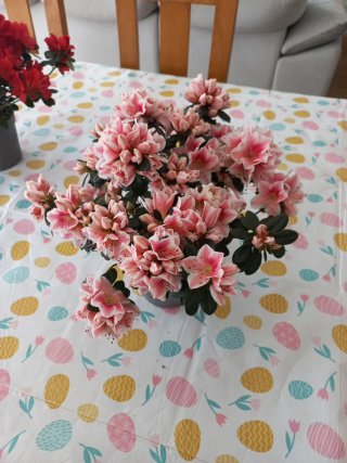 Planta de Azaleia Rosa
