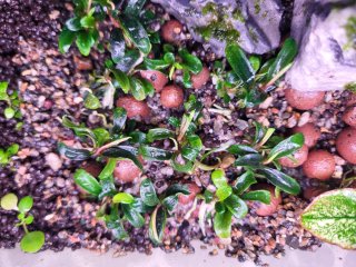 Bucephalandra Needle Leaf Planta Acuario