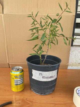 Almendro en maceta
