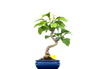 Bonsái Ginkgo Biloba 0084