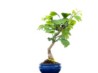 Bonsái Ginkgo Biloba 0084