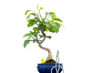 Bonsái Ginkgo Biloba 0084