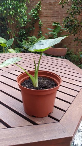 Planta Marquesa