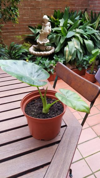 Planta Marquesa