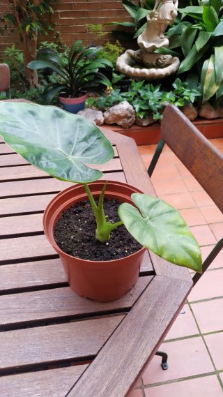 Planta Marquesa