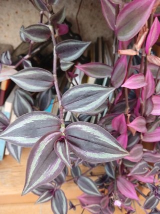 Tradescantia zebrina