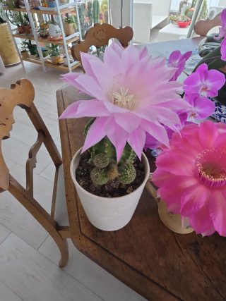 Set 3 Echinopsis Ibridi in Fiore