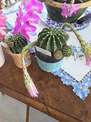 Set 3 Echinopsis Ibridi in Fiore