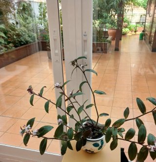 Tradescantia pálida o purpurea