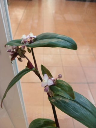 Tradescantia pálida o purpurea