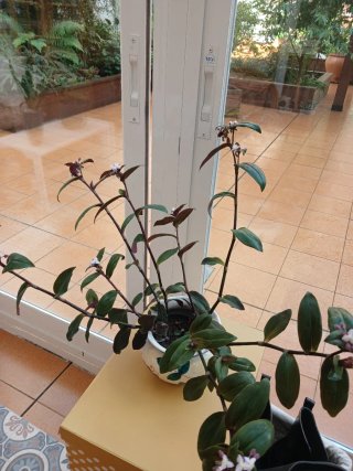 Tradescantia pálida o purpurea
