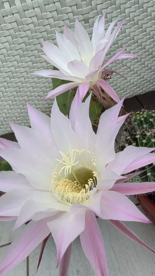 Pianta Echinopsis adulta in fiore