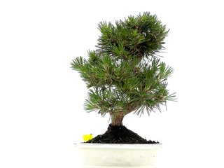 Bonsái Pino Thunbergii 0089