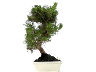 Bonsái Pino Thunbergii 0089