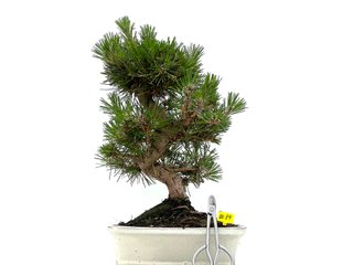 Bonsái Pino Thunbergii 0089