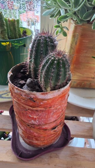 Ibrido Trichocereus 'Sunflower' in fioritura
