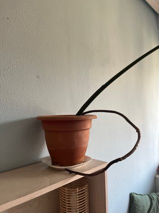 Monstera Deliciosa Planta