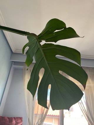 Monstera Deliciosa Planta