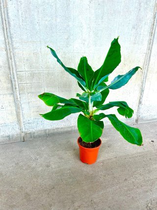 Planta natural interior/exterior Platanera