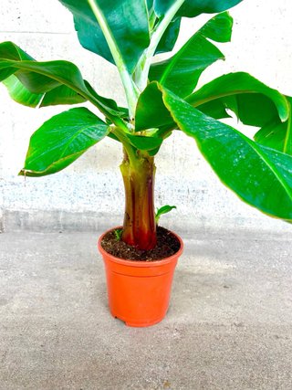 Planta natural interior/exterior Platanera