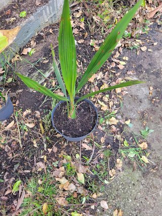 Palmera Butia odorata