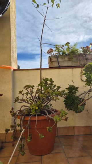 3 Plantas Grandes de Exterior