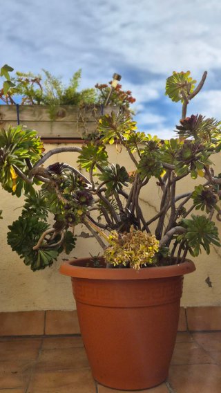 3 Plantas Grandes de Exterior