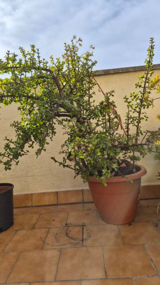 3 Plantas Grandes de Exterior