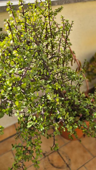 3 Plantas Grandes de Exterior