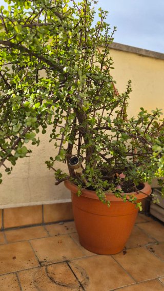 3 Plantas Grandes de Exterior