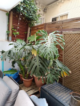 Monstera Deliciosa Planta Grande