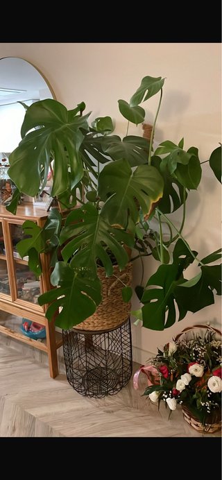 Monstera Deliciosa Planta Grande