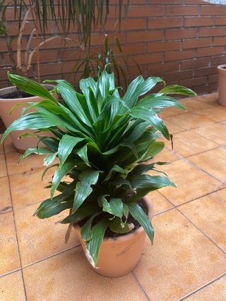 Planta de interior verde