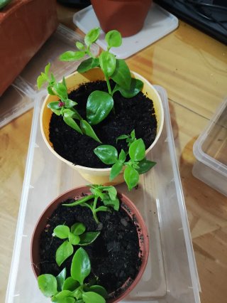 Planta de rocío
