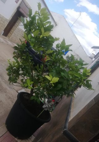 Lima en maceta