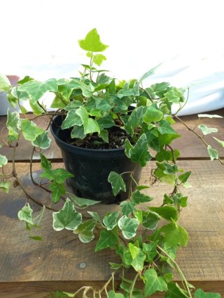 Planta de Hera Variegada em vaso