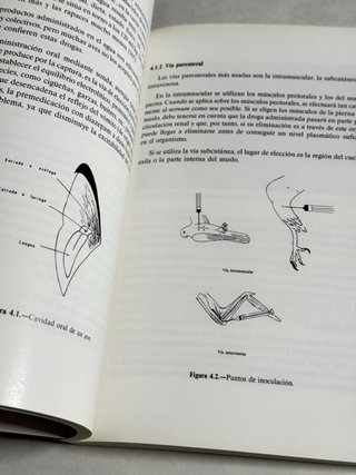 Rehabilitación de aves salvajes heridas