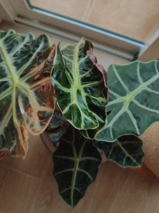 Cormos Alocasia