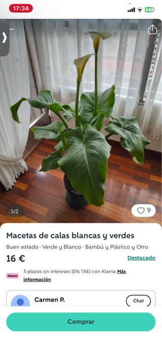 Macetas de calas blancas y verdes