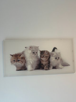 Cuadro Lienzo Gatos Decorativo
