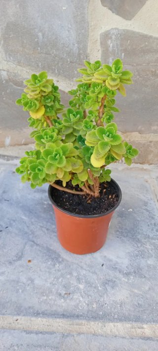 Planta Vaporú