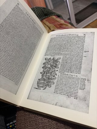 Pedacio Dioscórides Anazarbeo (Laguna)