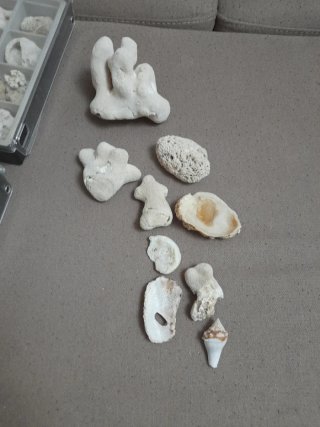 Collezione coralli e conchiglie