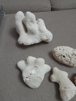 Collezione coralli e conchiglie