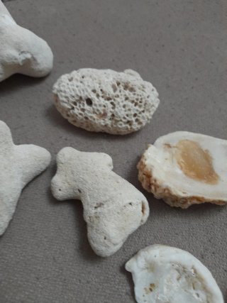 Collezione coralli e conchiglie